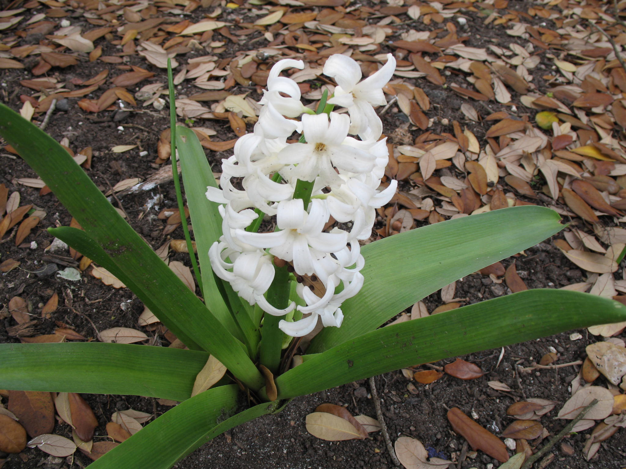 Hyacinthus orientalis / Dutch Hyacinth