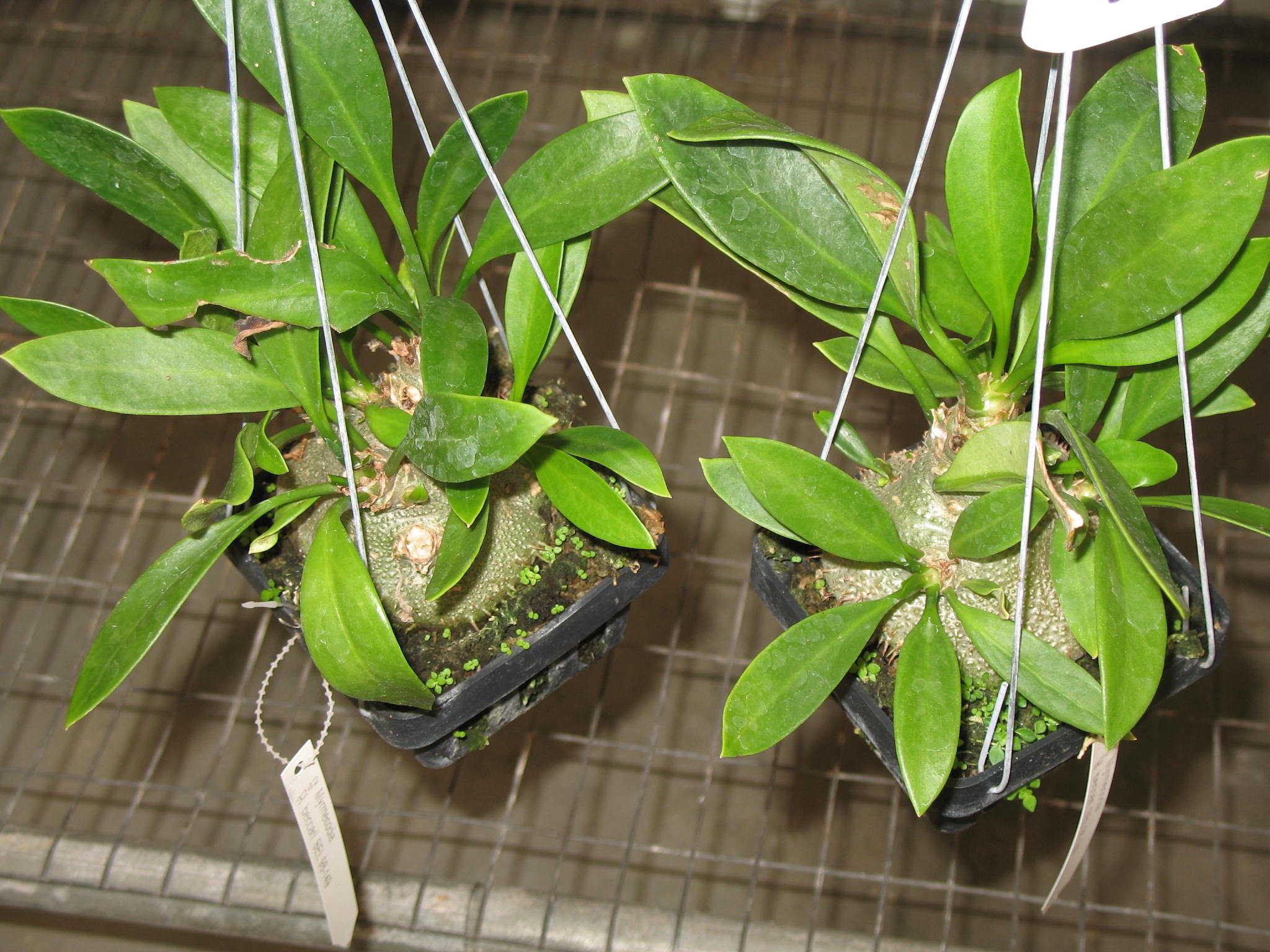 Hydnophytum formicarum / Ant Plant