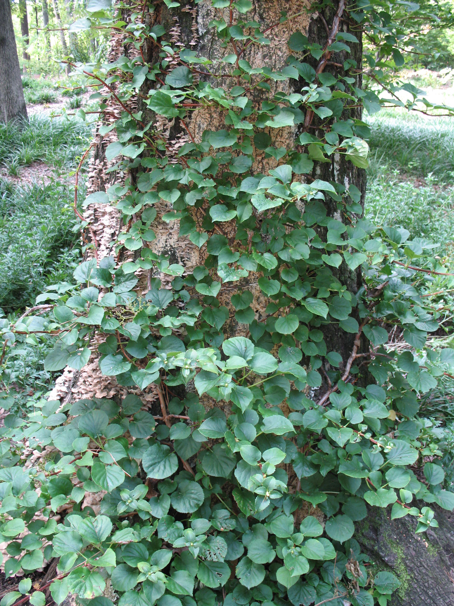 Hydrangea anomala petiolaris  / Climbing Hydrangea