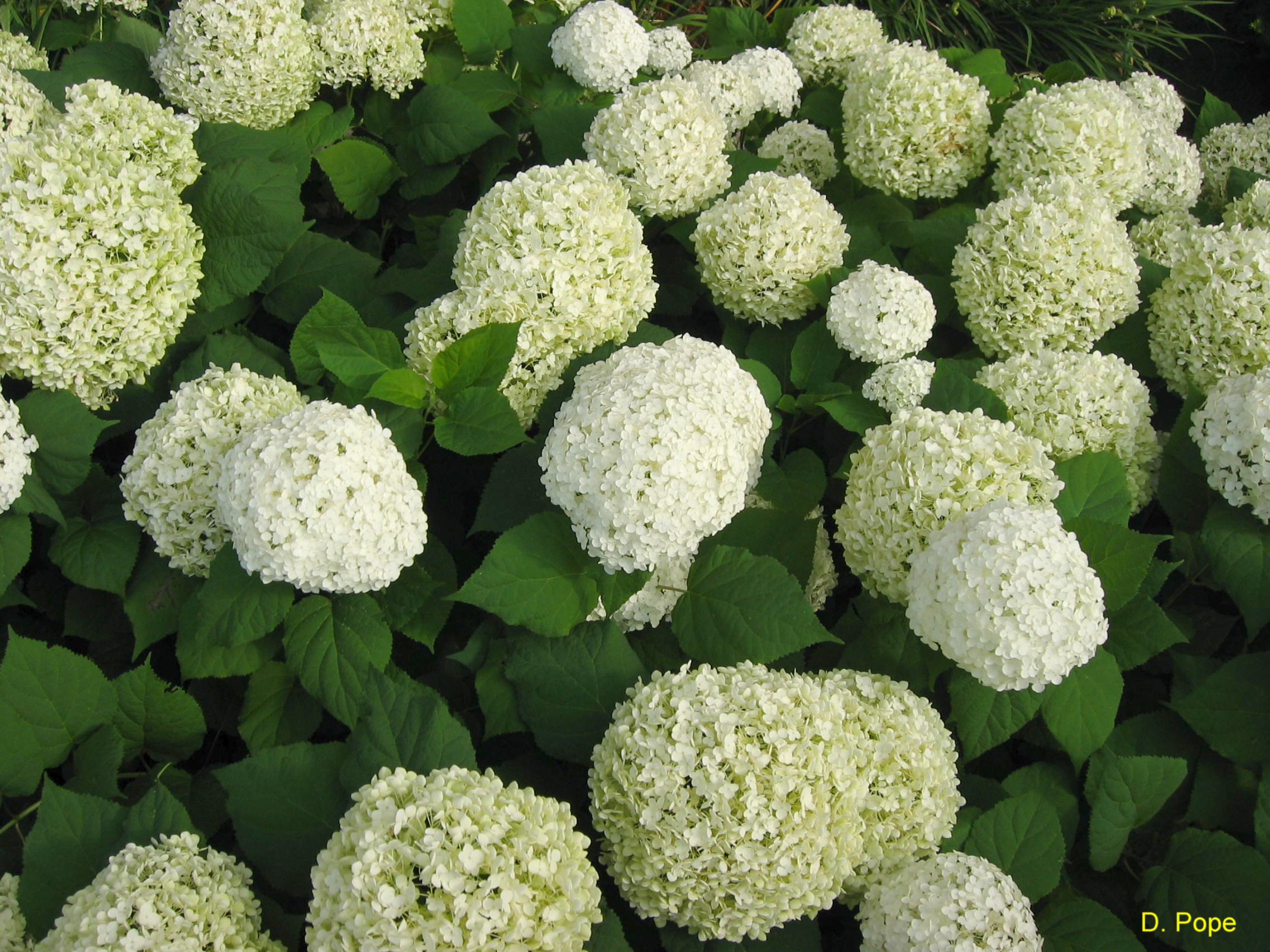 Hydrangea arborescens 'Annabelle'   / Annabelle Hydrangea