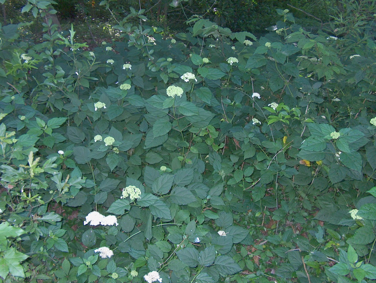 Hydrangea arborescens / Mountain Hydrangea