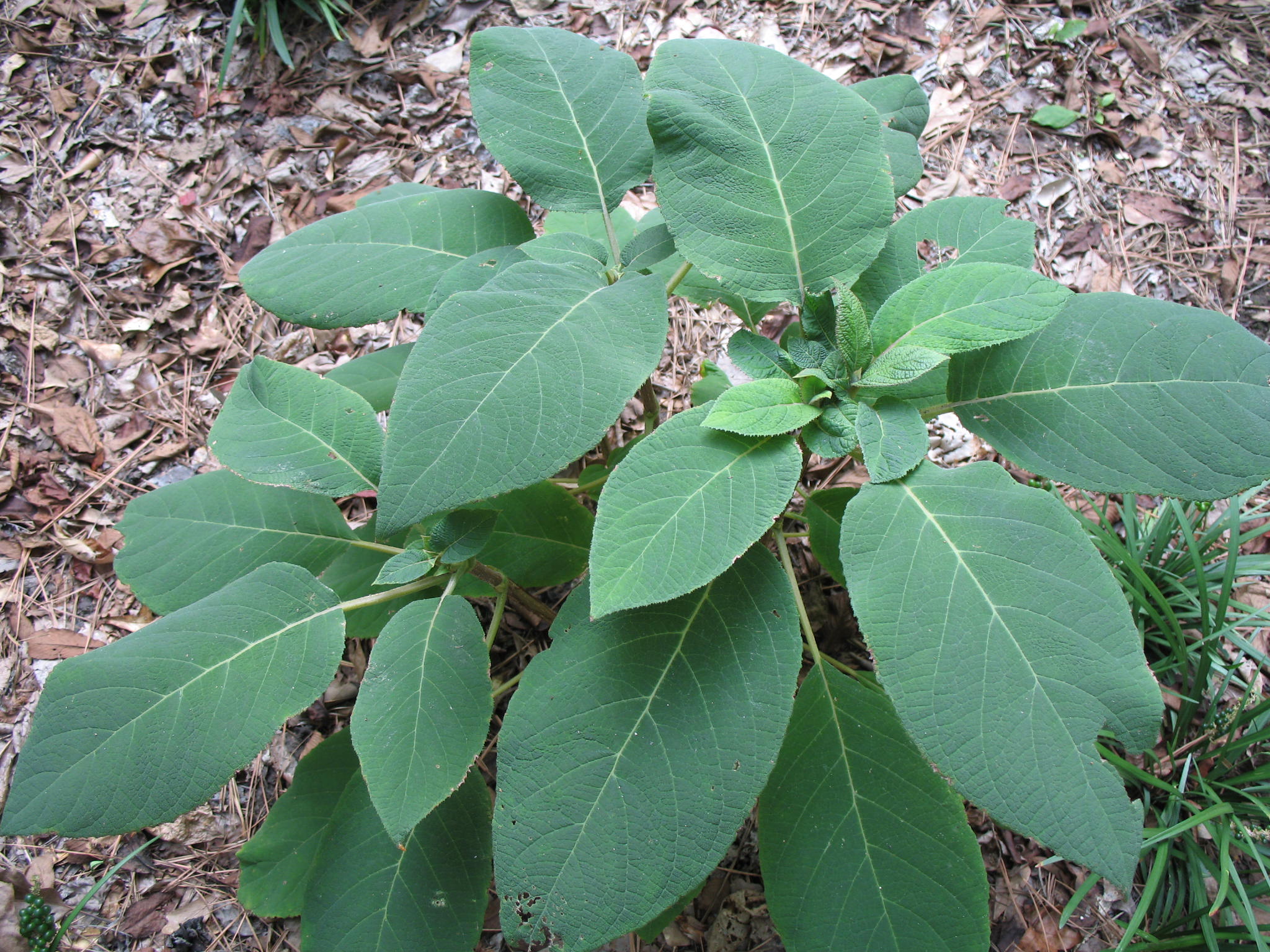 Hydrangea involucrata 'Yordanka'   / Hydrangea involucrata 'Yordanka'  