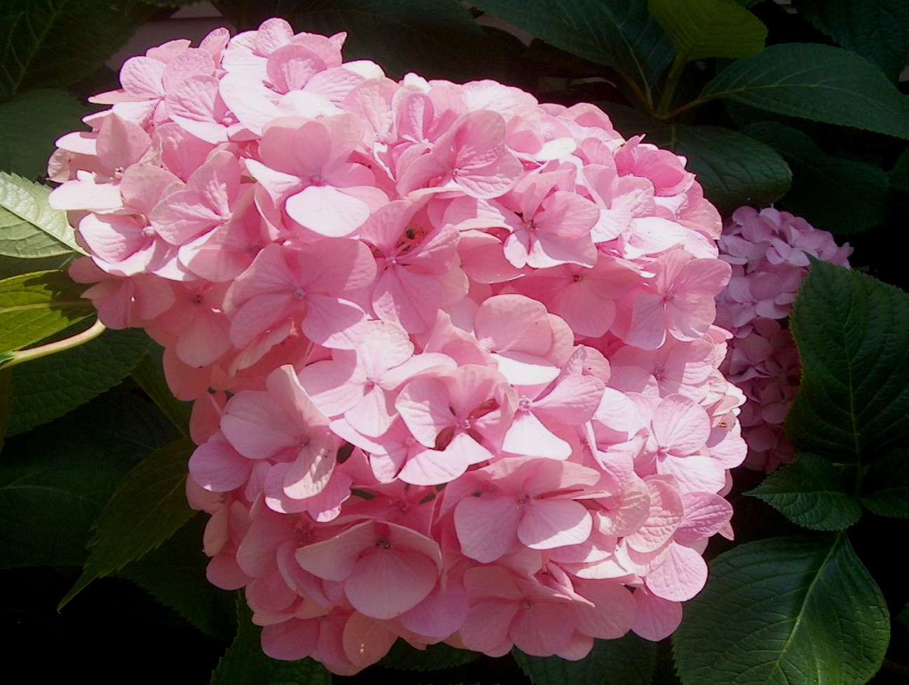 Hydrangea macrophylla / Hydrangea