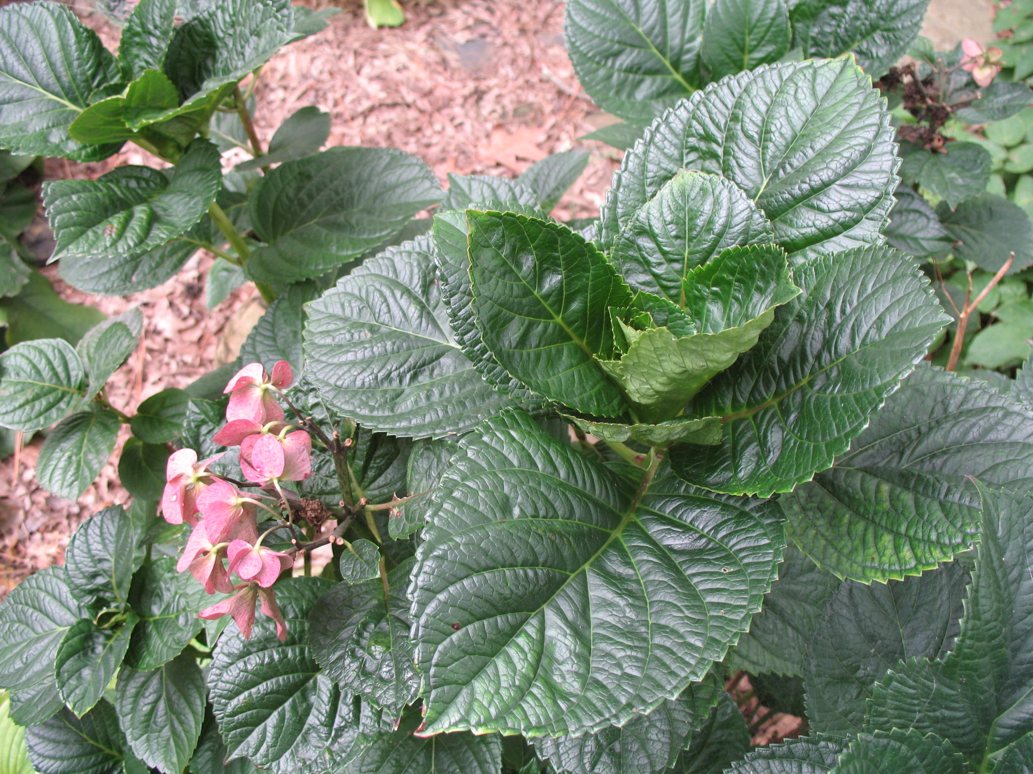 Hydrangea macrophylla 'Brunette'   / Hydrangea macrophylla 'Brunette'  