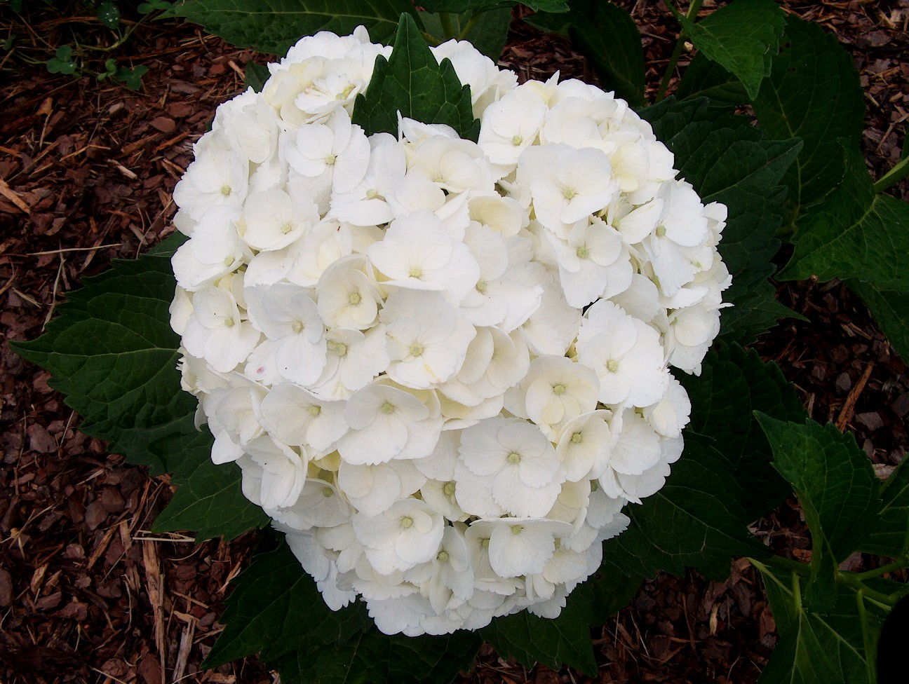 Hydrangea macrophylla 'Madame Emile Mouillere' / Madame Emile Mouillere Hydrangea