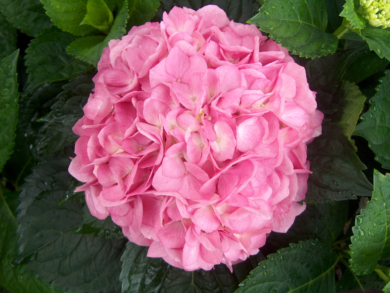 Hydrangea macrophylla 'Merritt's Supreme'   / Hydrangea macrophylla 'Merritt's Supreme'  