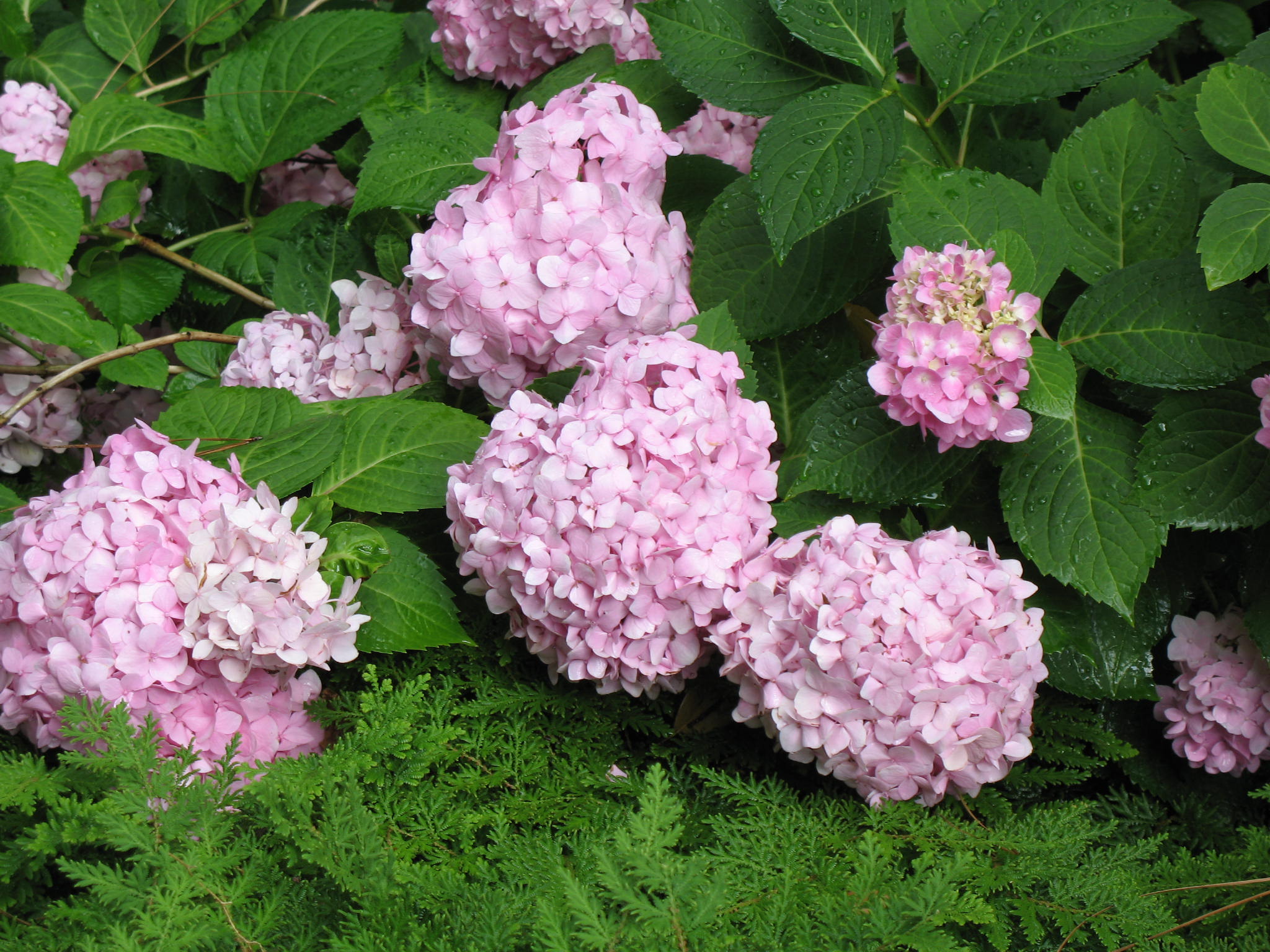 Hydrangea macrophylla 'Penny Mac'   / Hydrangea macrophylla 'Penny Mac'  