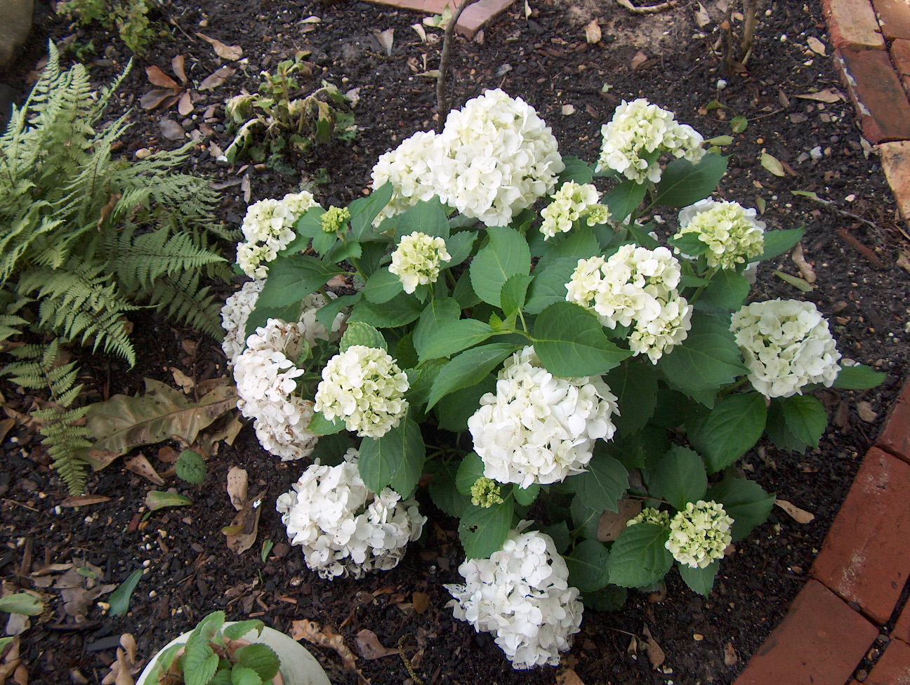 Hydrangea macrophylla 'Sister Theresa'  / Hydrangea macrophylla 'Sister Theresa' 