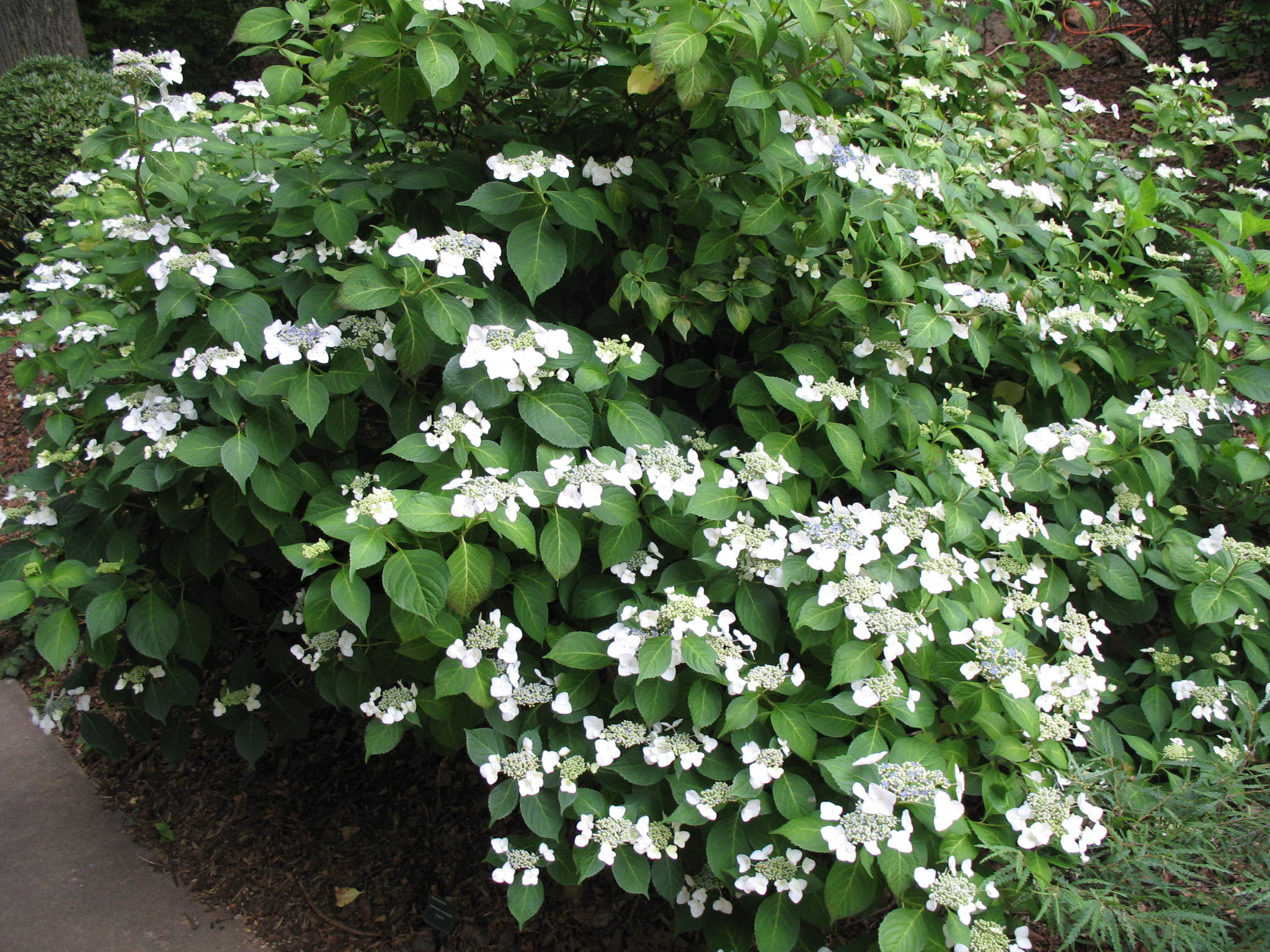 Hydrangea macrophylla 'Veitchii'  / Hydrangea macrophylla 'Veitchii' 