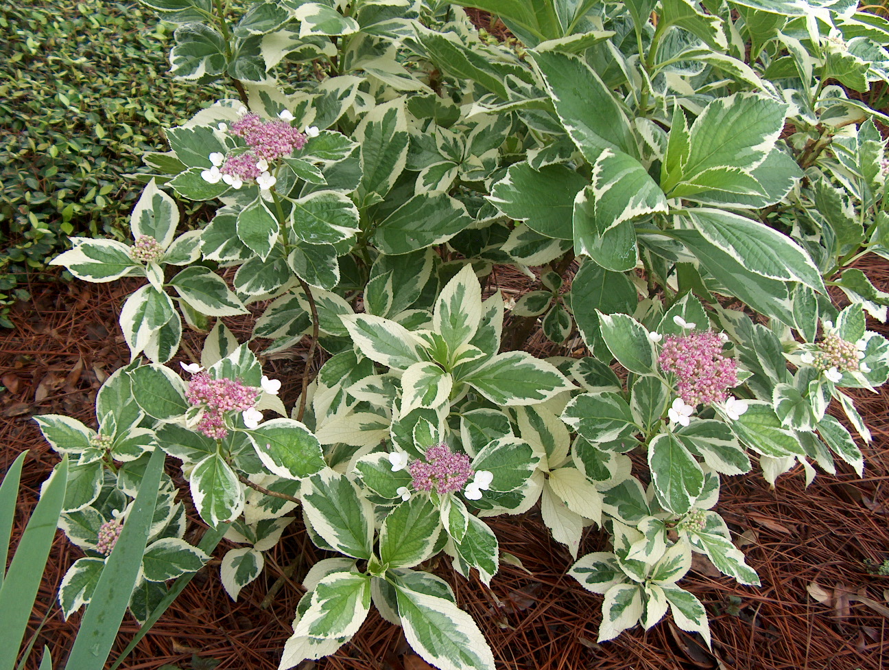 Hydrangea macrophylla 'Tricolor' / Variegated Hydrangea