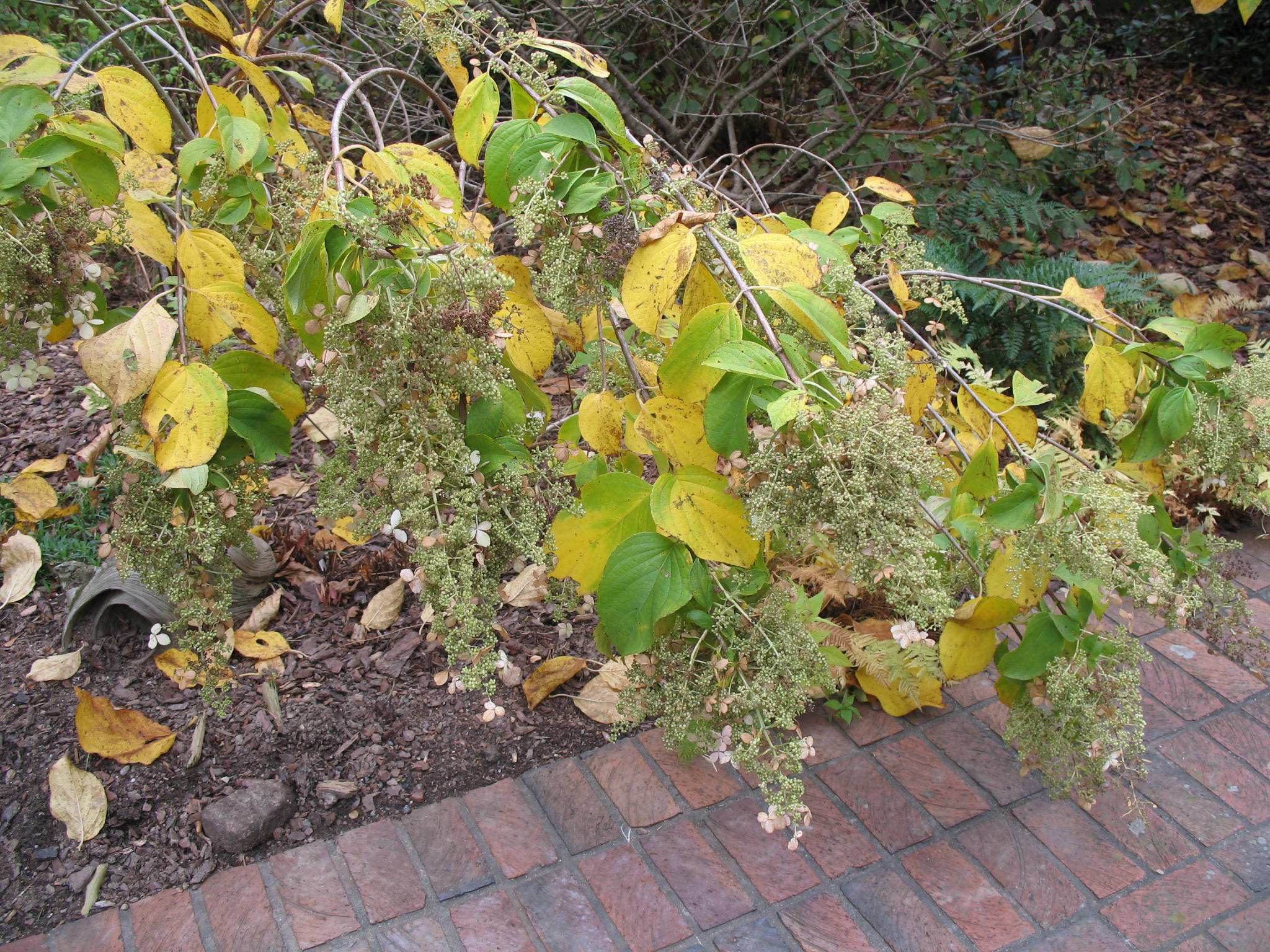 Hydrangea paniculata 'Brussels Lace'   / Hydrangea paniculata 'Brussels Lace'  