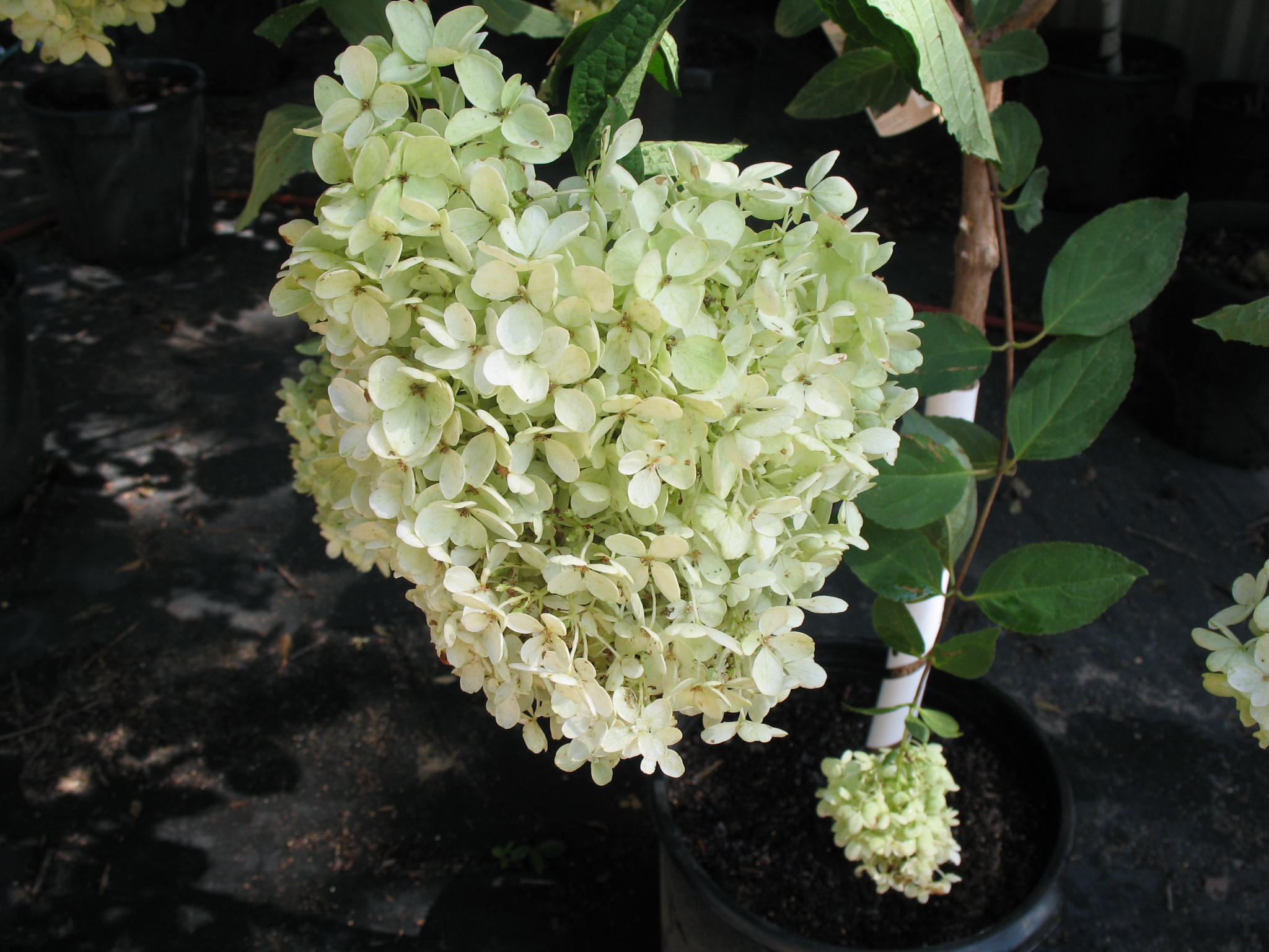 Hydrangea paniculata 'Limelight'   / Hydrangea paniculata 'Limelight'  