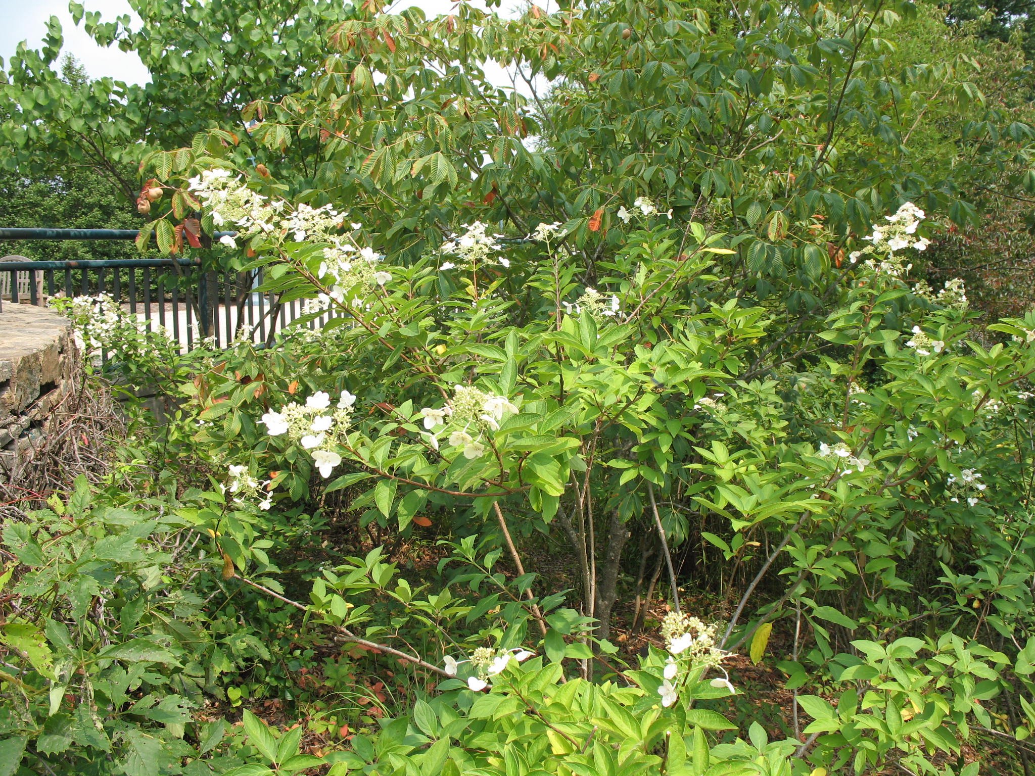 Hydrangea paniculata 'Unique'   / Hydrangea paniculata 'Unique'  