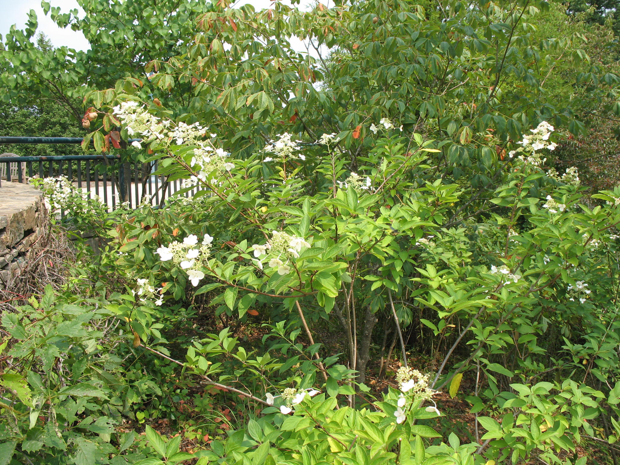 Hydrangea paniculata 'Unique'   / Unique Panicle Hydrangea