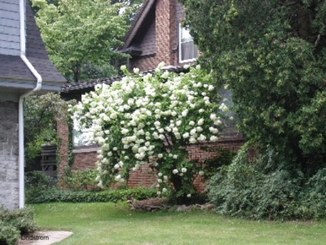 Hydrangea paniculata 'Grandiflora' / Peegee Hydrangea