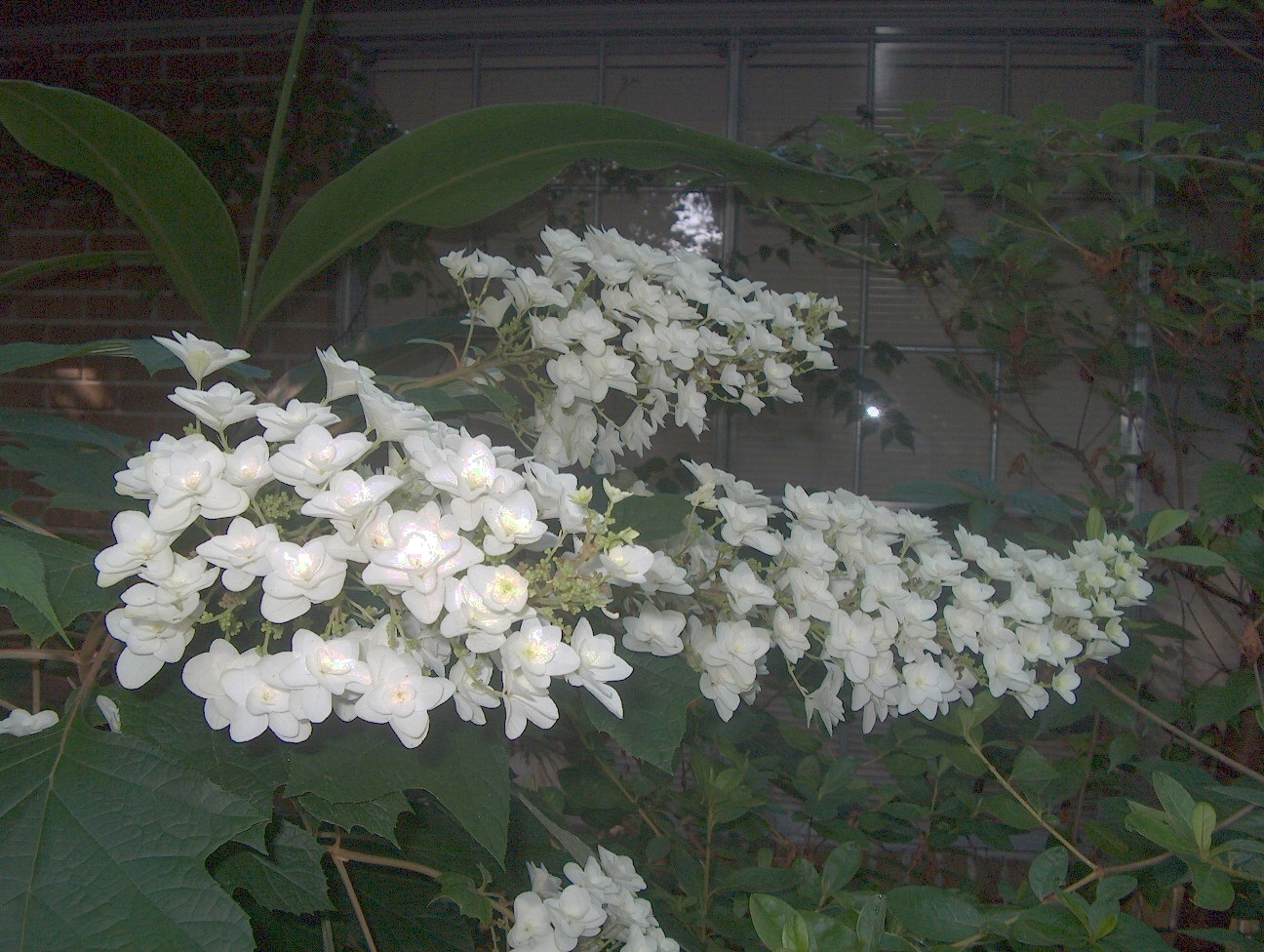 Hydrangea quercifolia 'Snowflake'   / Snowflake Oakleaf Hydrangea