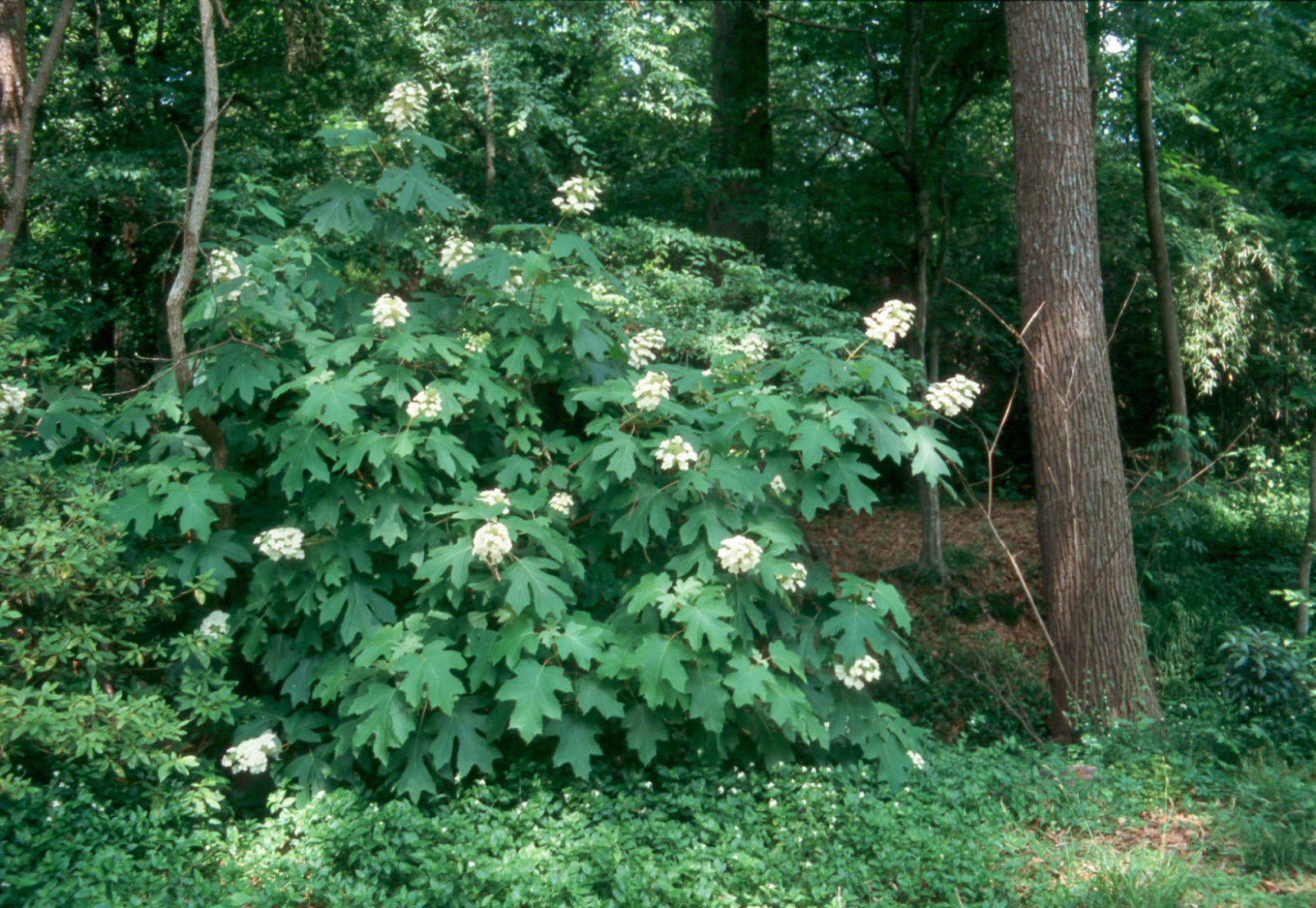 Hydrangea quercifolia / Hydrangea quercifolia