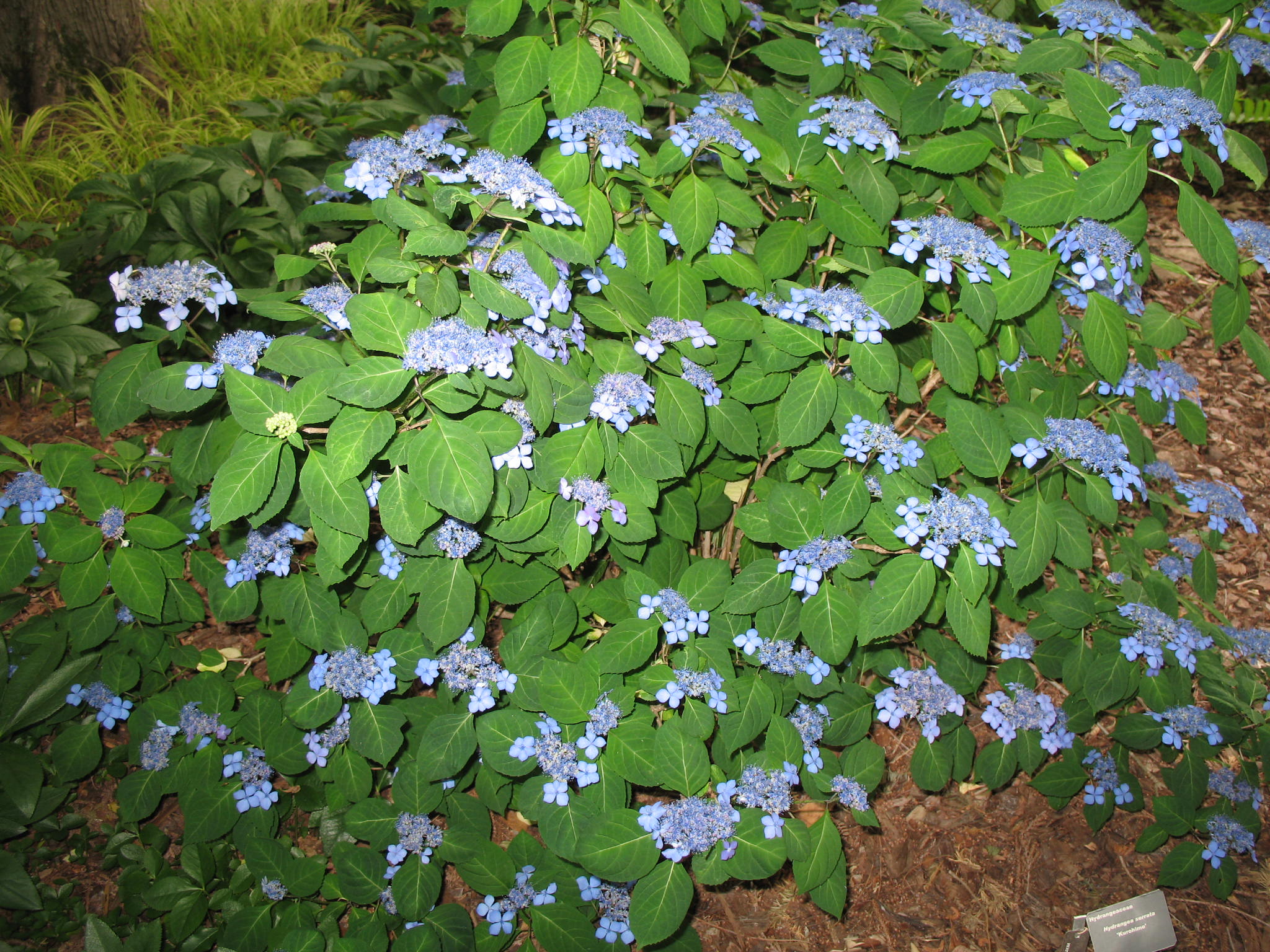 Hydrangea serrata 'Kurohime'    / Kurohime Lacecap Hydrangea