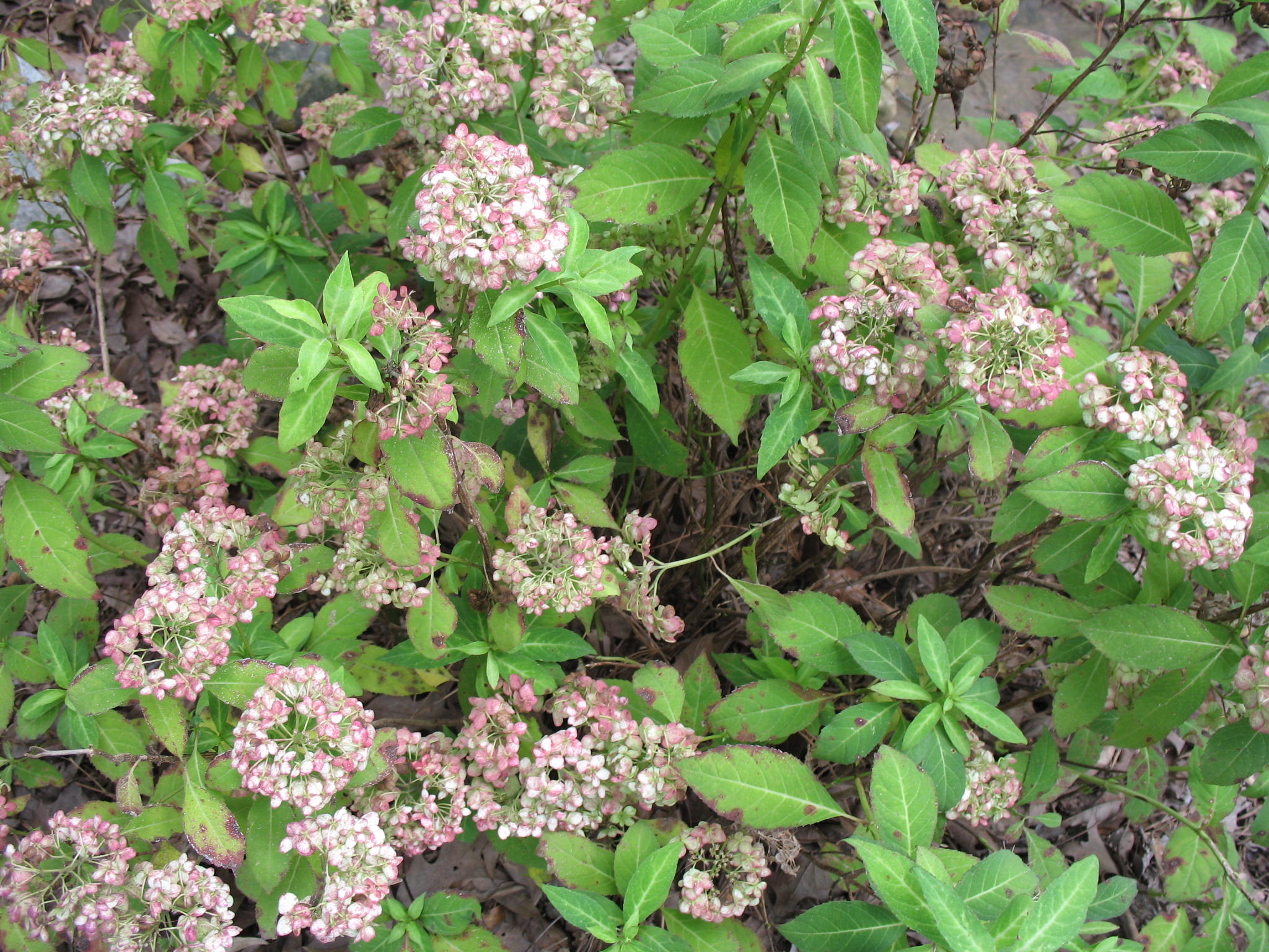 Hydrangea serrata 'Little Geisha'    / Hydrangea serrata 'Little Geisha'   