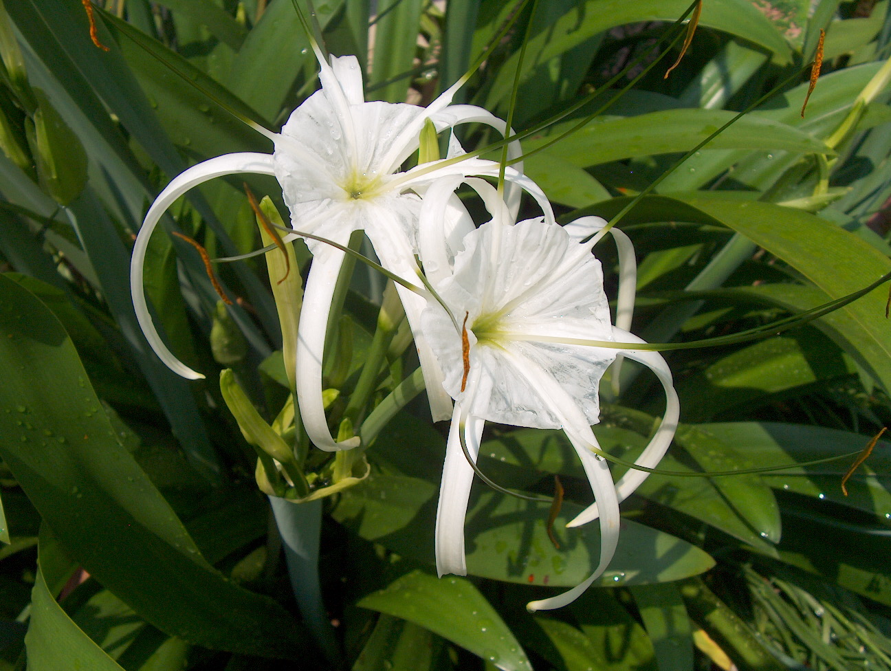 Hymenocallis liriosme / Spider Lily