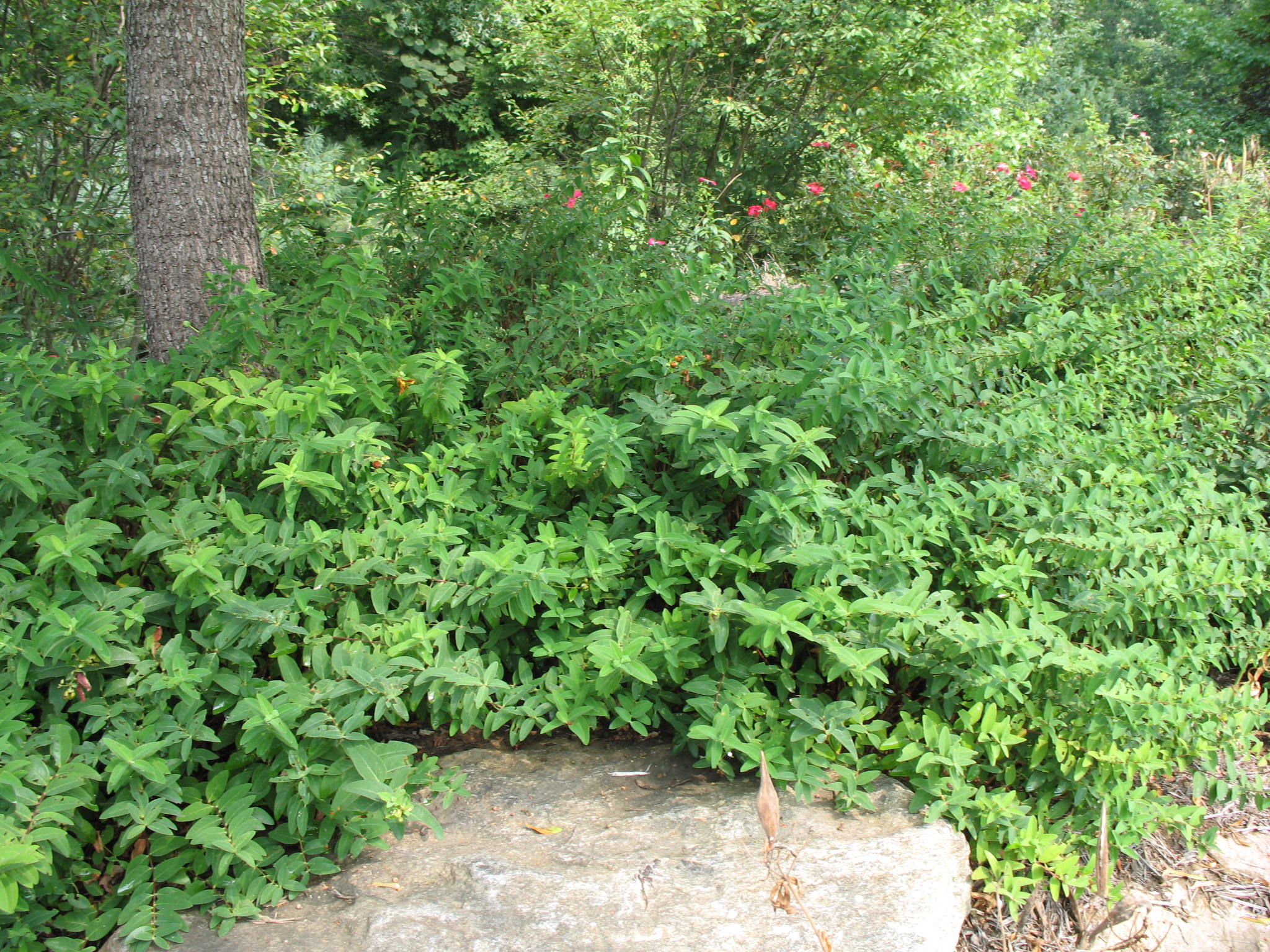 Hypericum 'Hidcote'   / Hypericum 'Hidcote'  