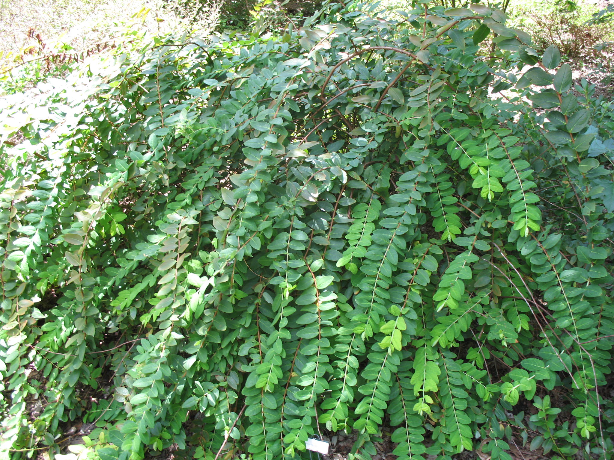 Hypericum addingtonii / Hypericum addingtonii