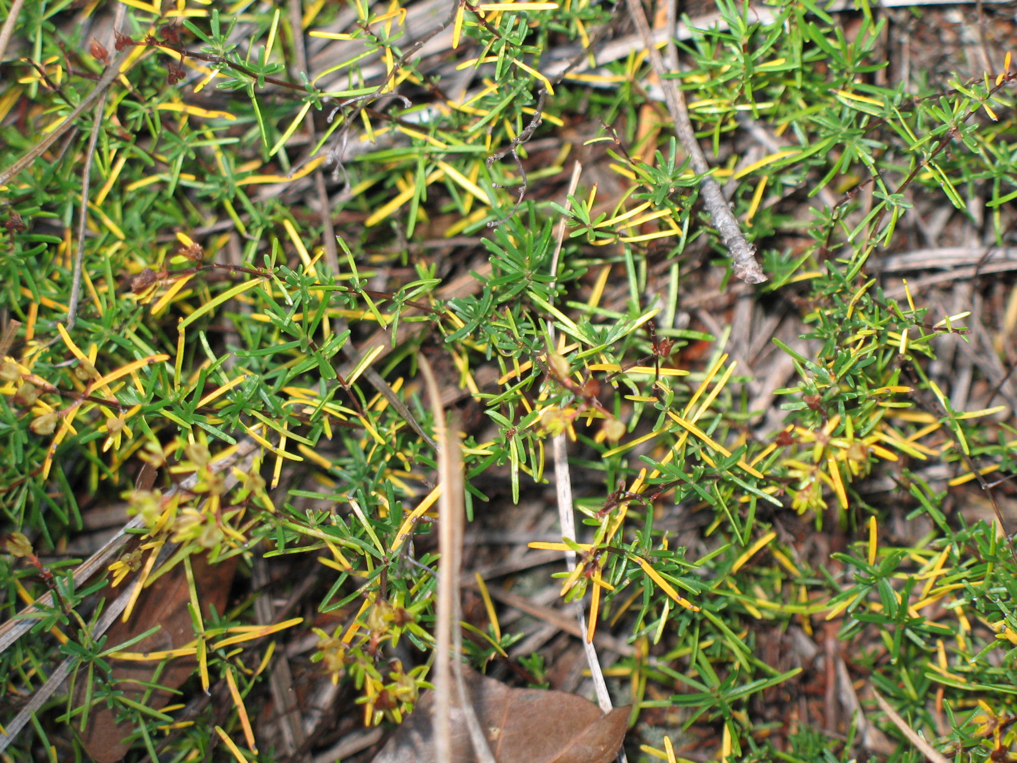 Hypericum galioides  / Bedstraw St. Johnswort