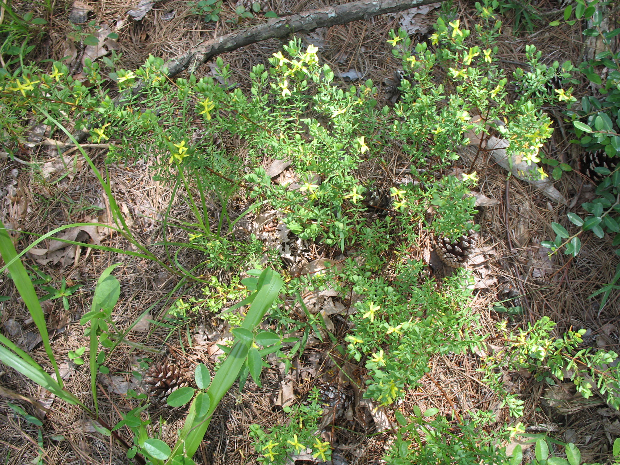 Hypericum hypericoides / St. Andrew's Cross