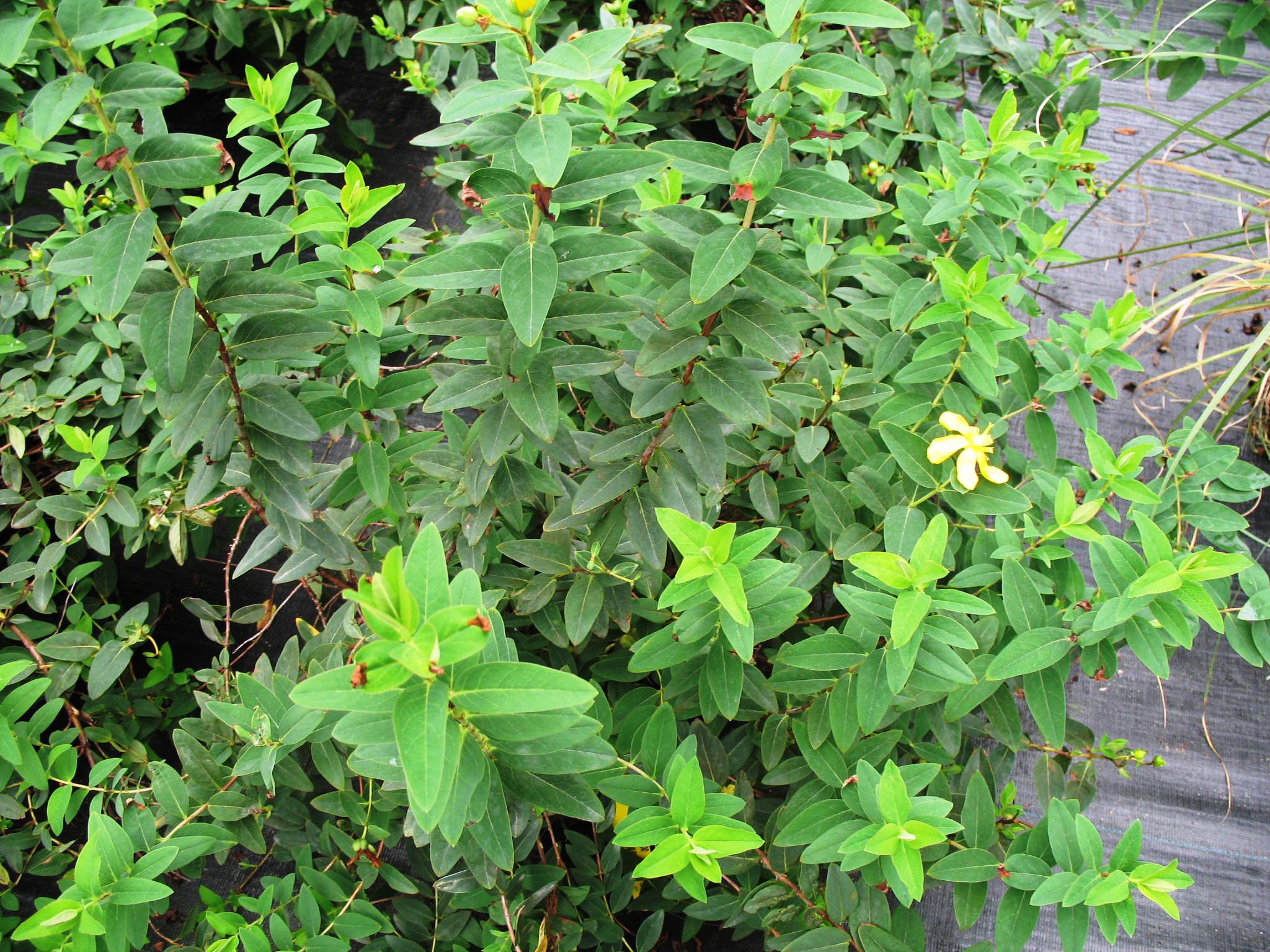 Hypericum patulum 'Sungold'   / Sungold Hypericum