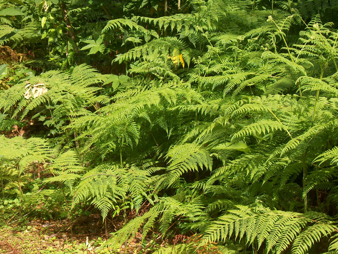 Hypolepis repens / Bramble Fern