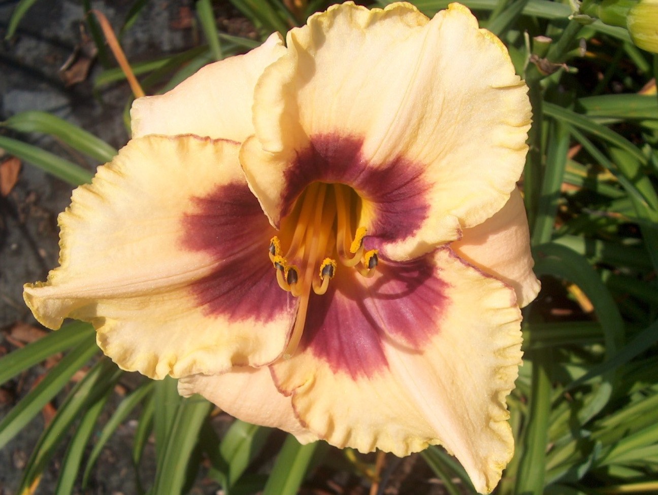 Hemerocallis 'Bayou Bride' / Hemerocallis 'Bayou Bride'