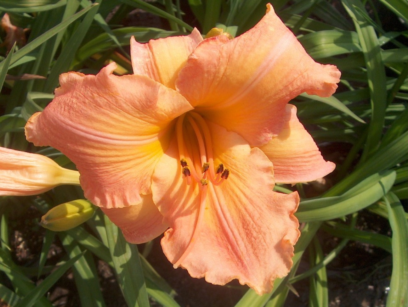 Hemerocallis 'Chinese Princess' / Chinese Princess Daylily