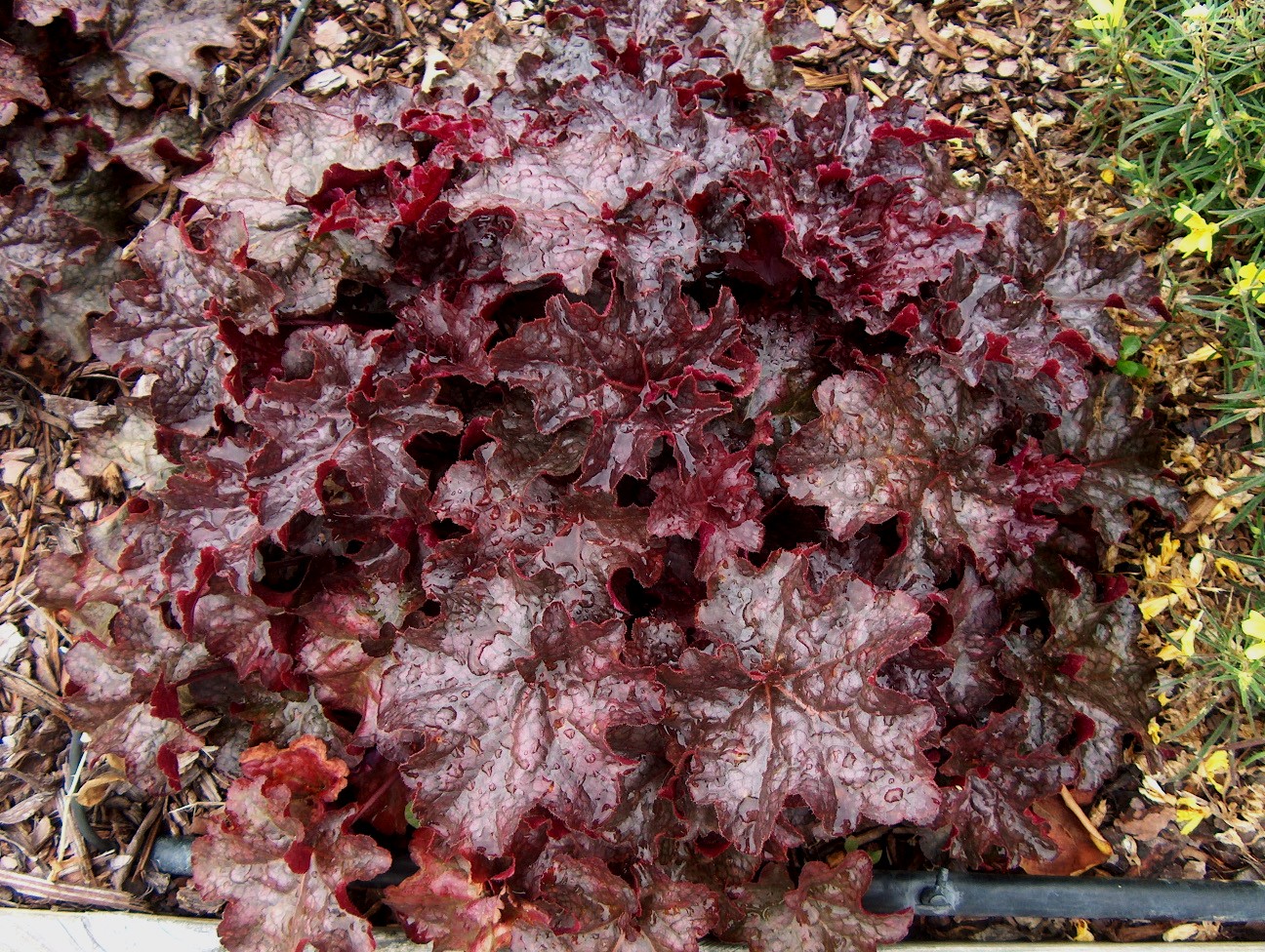 Heuchera species / Heuchera