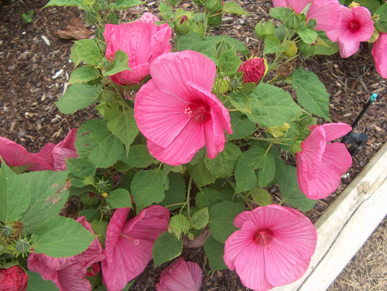 Hibiscus moscheutos 'Luna Series' / Luna Rose Swamp Mallow