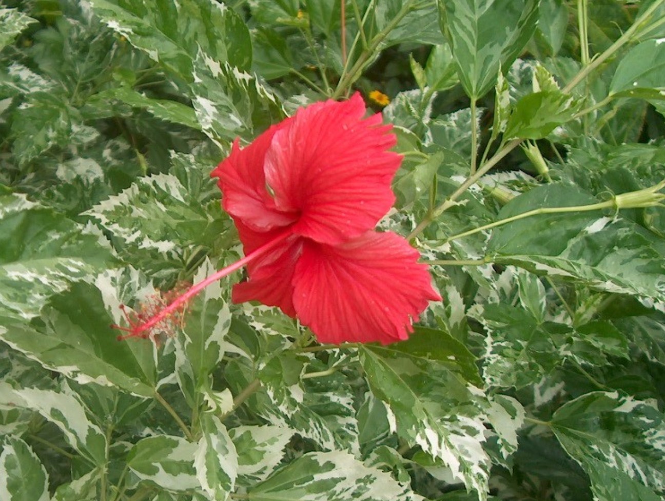 Hibiscus rosa-sinensis 'White Queen' / White Queen Chinese Hibiscus