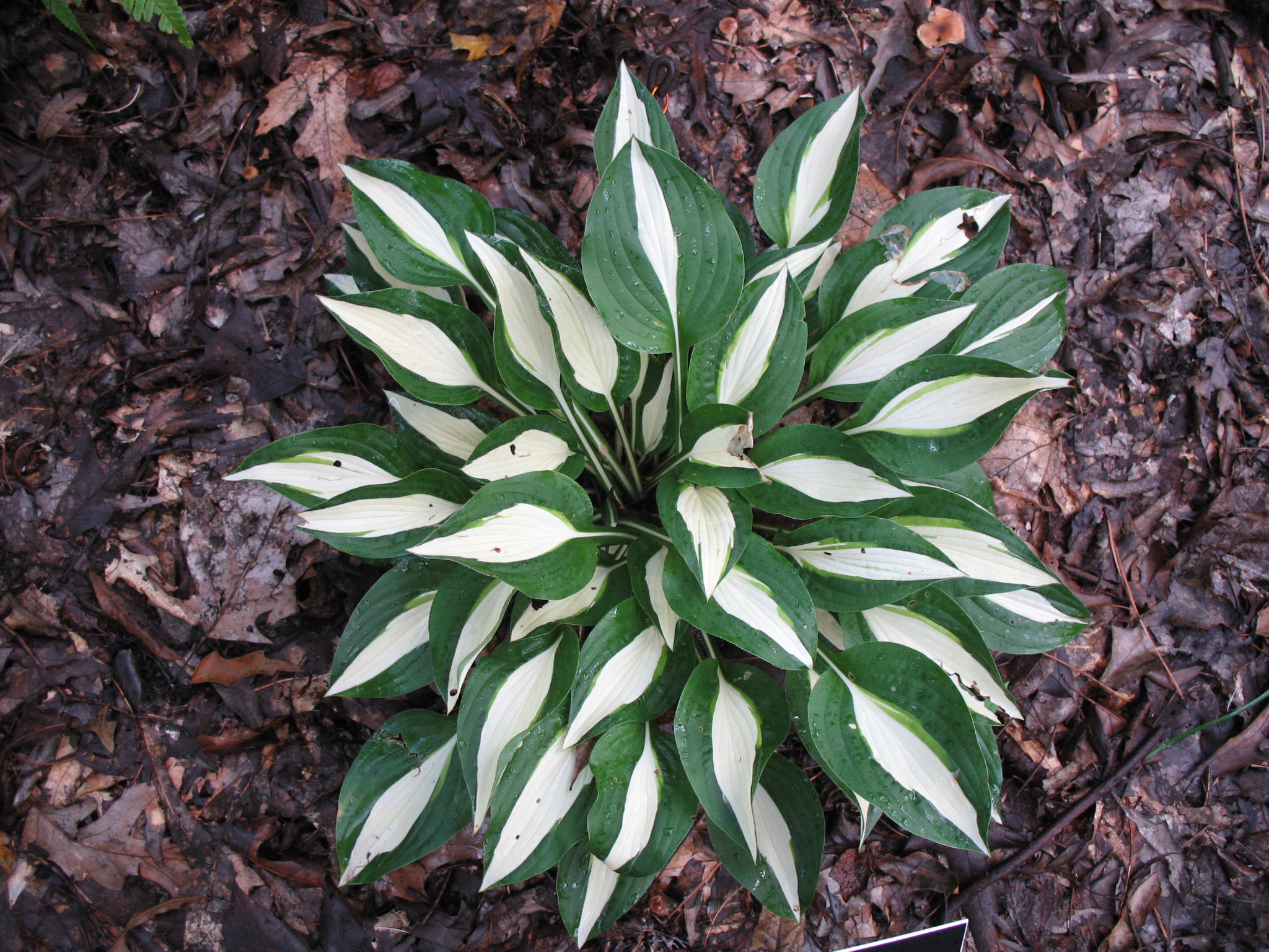 Hosta 'Risky Business' / Risky Business Hosta