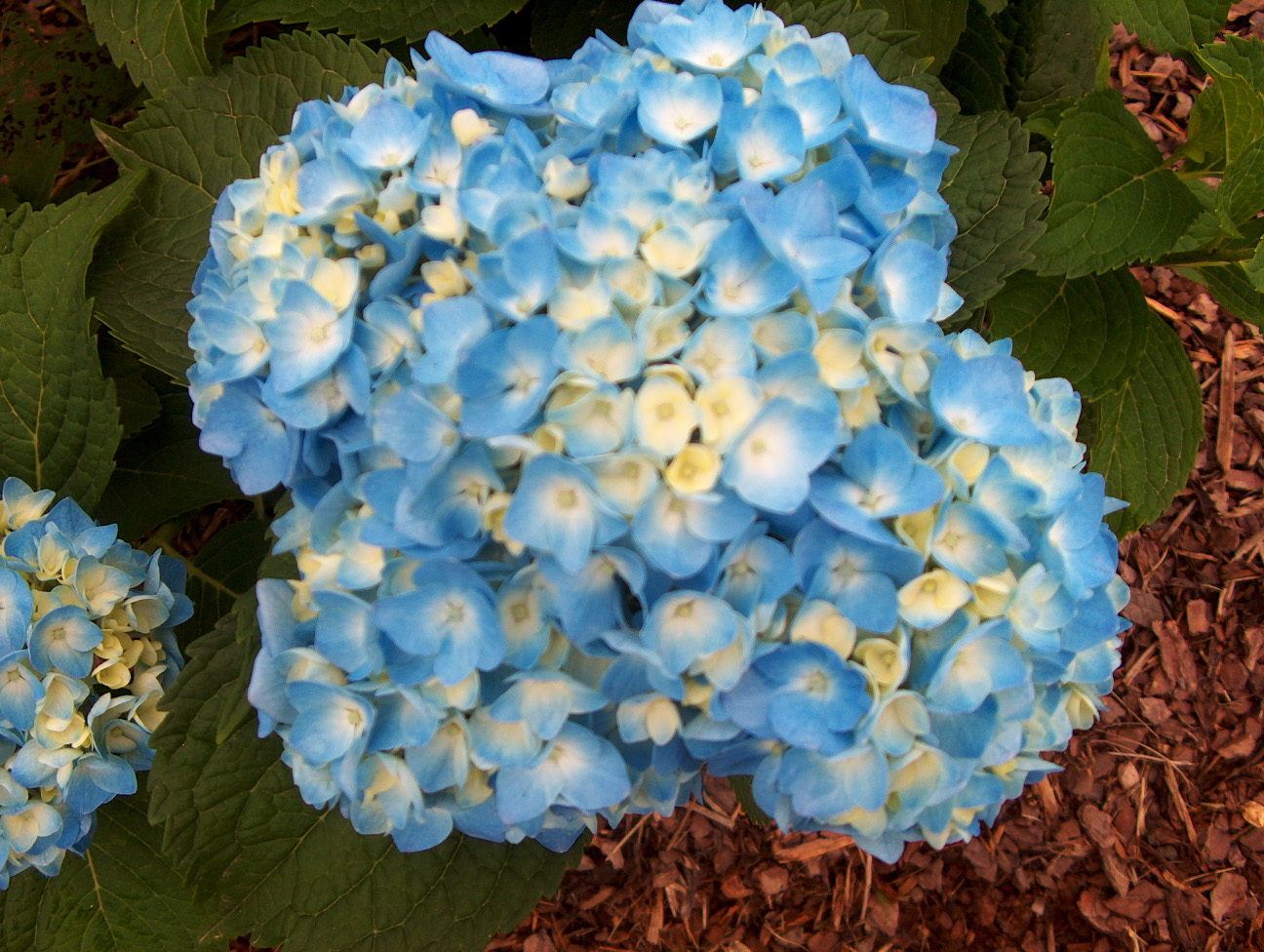 Hydrangea macrophylla 'Klaus Superba' / Hydrangea macrophylla 'Klaus Superba'