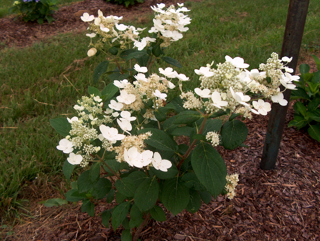 Hydrangea paniculata 'Quick Fire' / Quick Fire Peegee Hydrangea