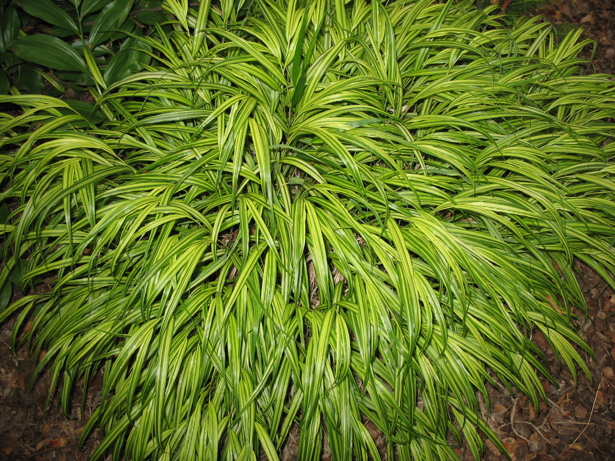 Hakonechloa macra 'Aureola'   / Japanese Forest Grass