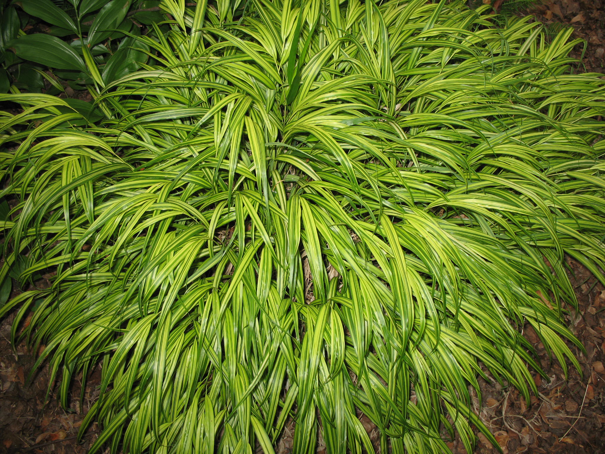 Hakonechloa macra 'Aureola'   / Hakonechloa macra 'Aureola'  