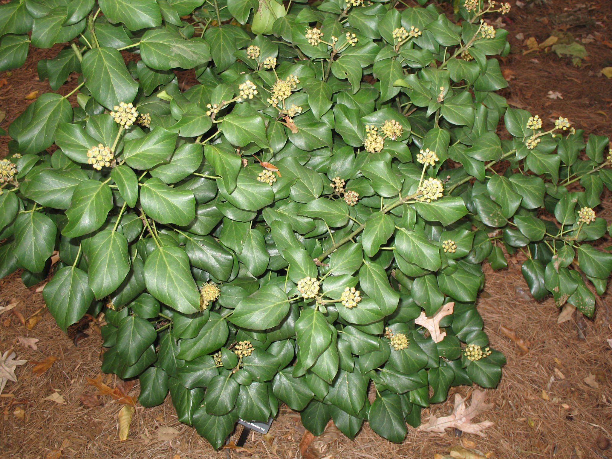 Hedera colchica 'Arborescens' / Hedera colchica 'Arborescens'