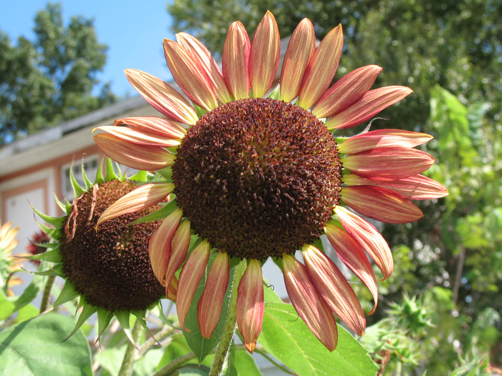 Helianthus annuus 'Soraya'  / Ruby Moon Sunflower