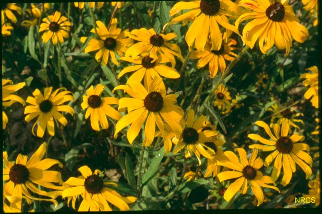 Helianthus maximiliani / Maximillian Sunflower