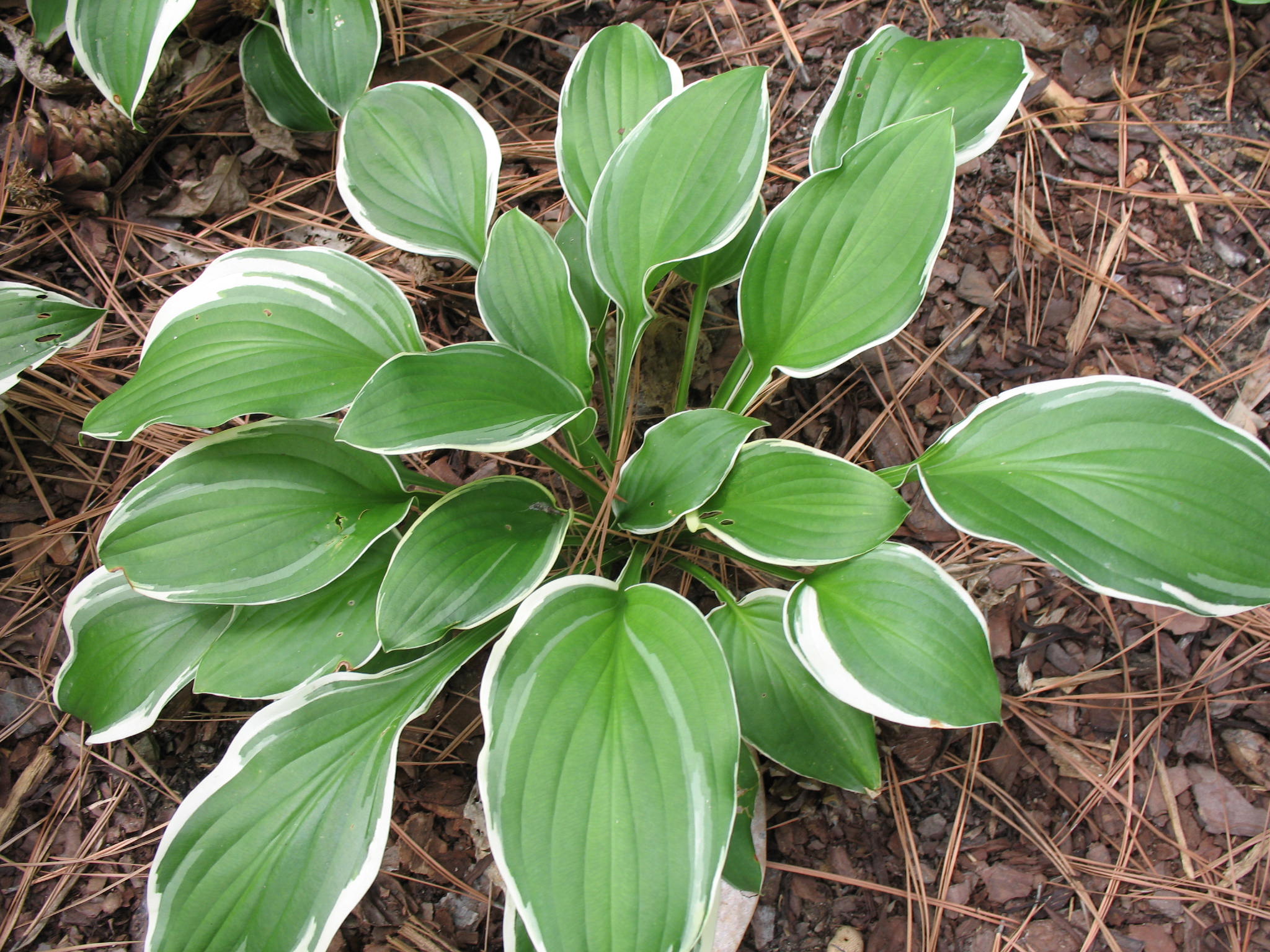 Hosta 'Summer Fragrance'   / Hosta 'Summer Fragrance'  