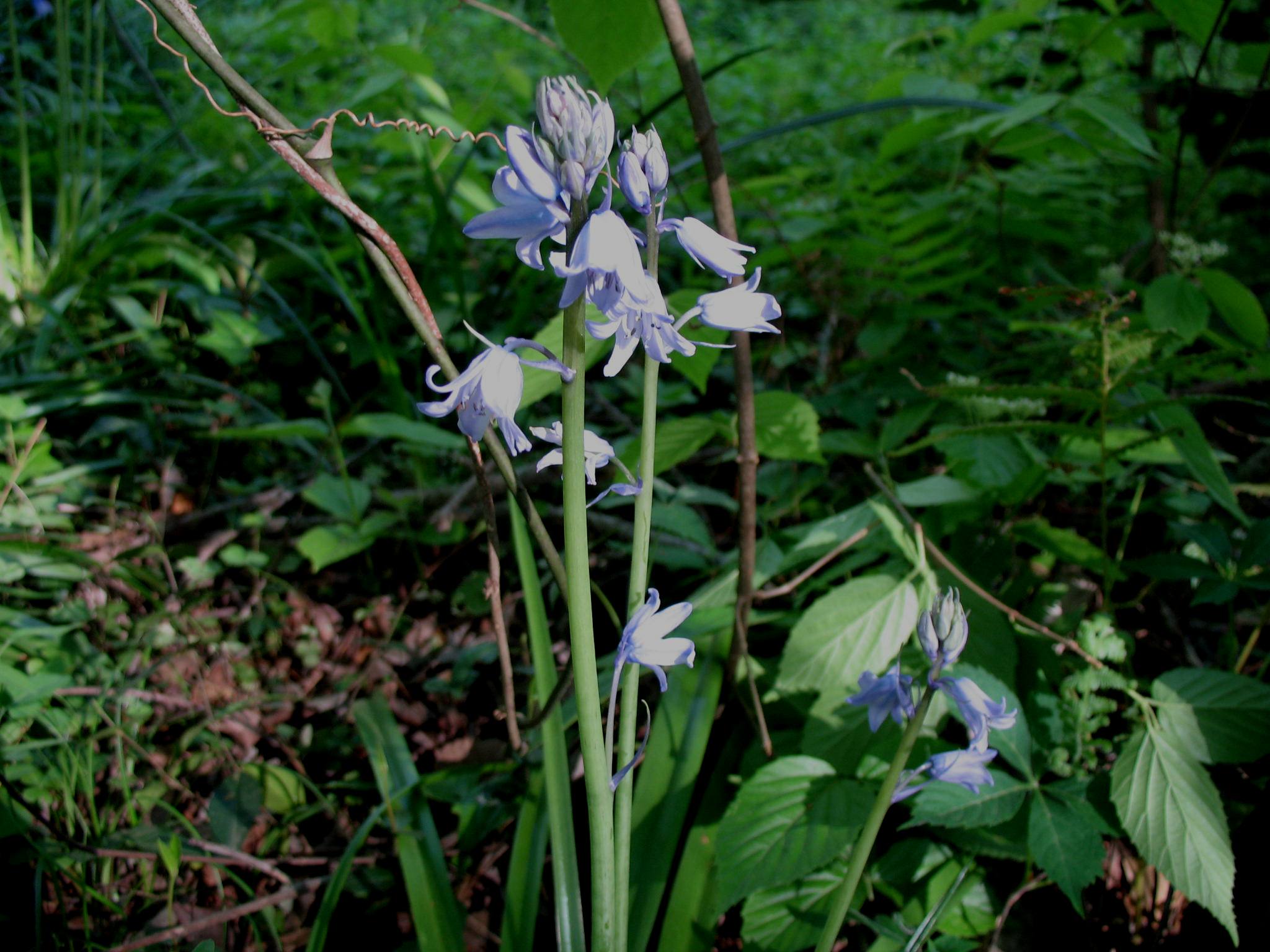 Hyacinthoides hispanica   / Spanish Bluebell
