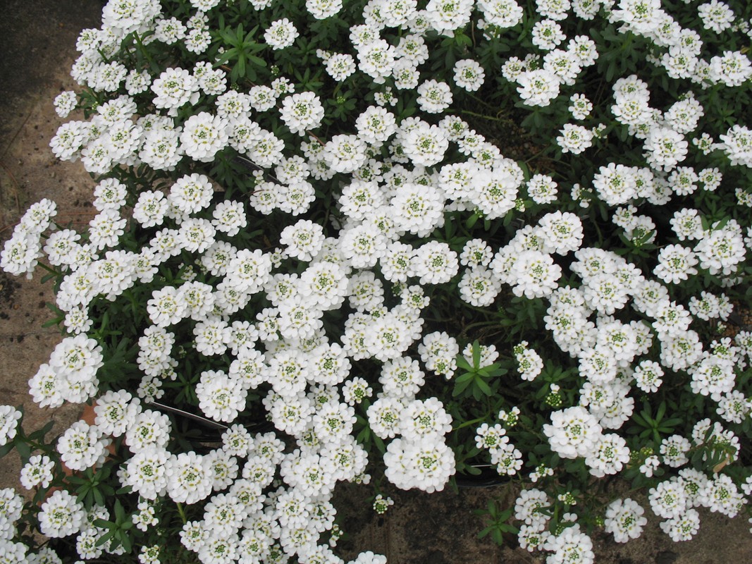 Iberis sempervirens 'Alexandra's White' / Alexandra's White Candytuft