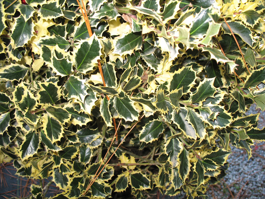 Ilex aquifolium 'Argenteo marginata'  / Variegated English Holly