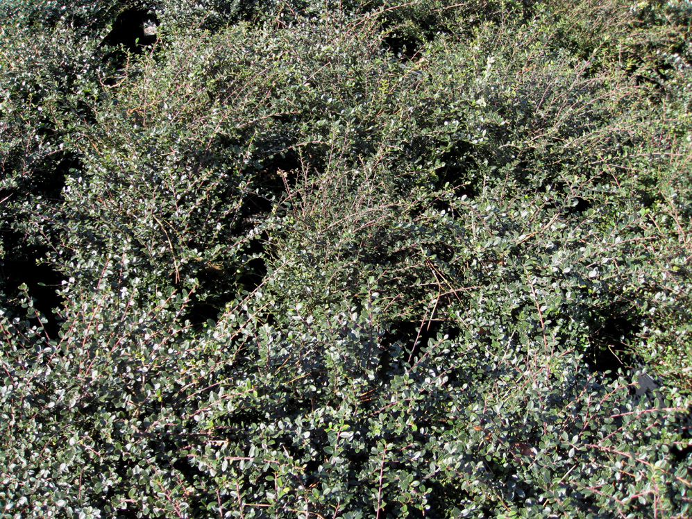 Ilex crenata 'Helleri'  / Ilex crenata 'Helleri' 