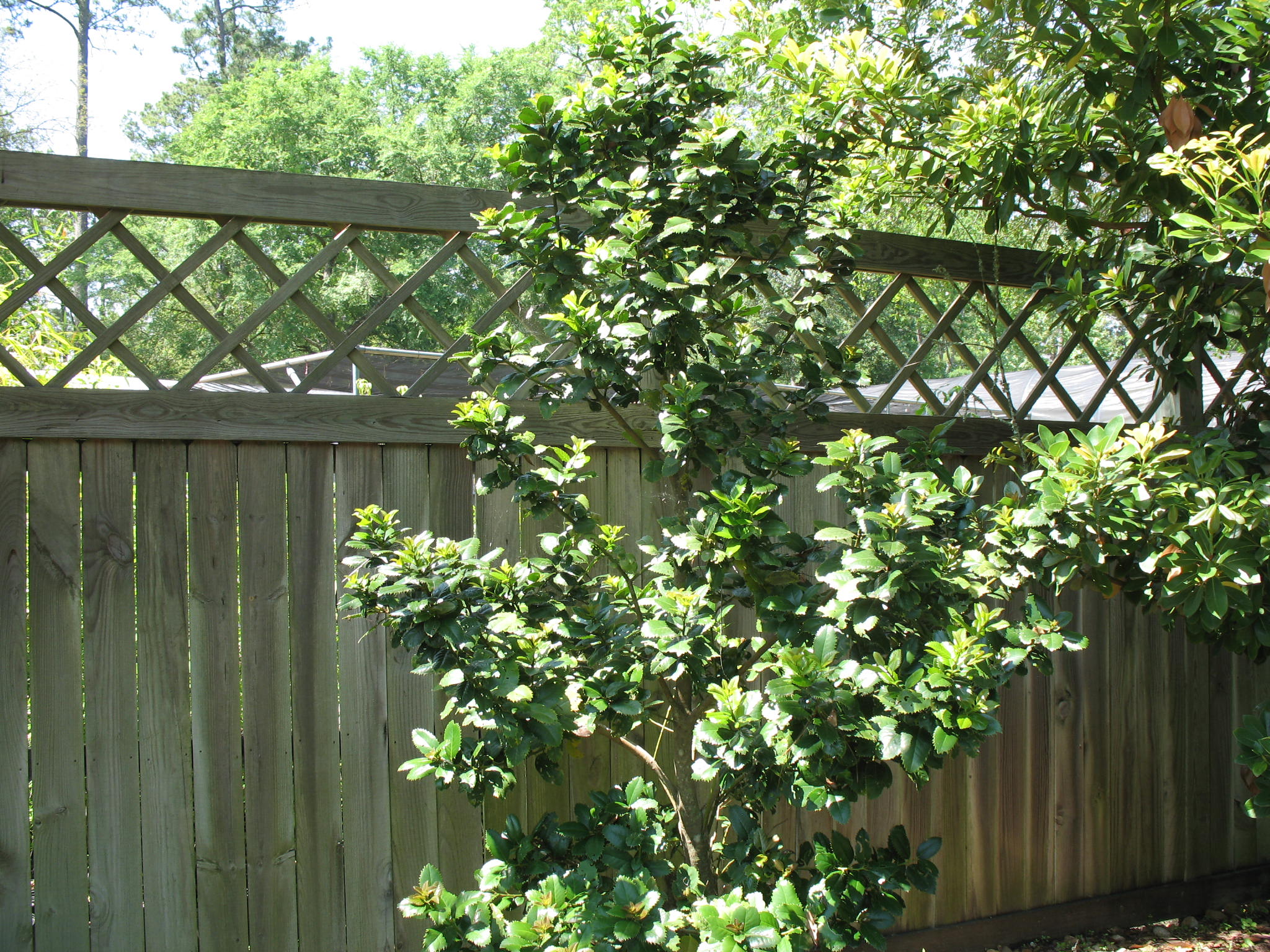 Ilex 'Liberty' / Liberty Holly