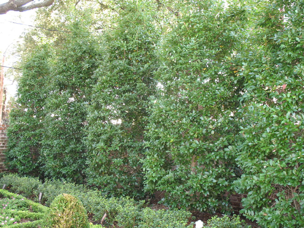 Ilex x attenuata 'Eagleson'  / Eagleson Holly